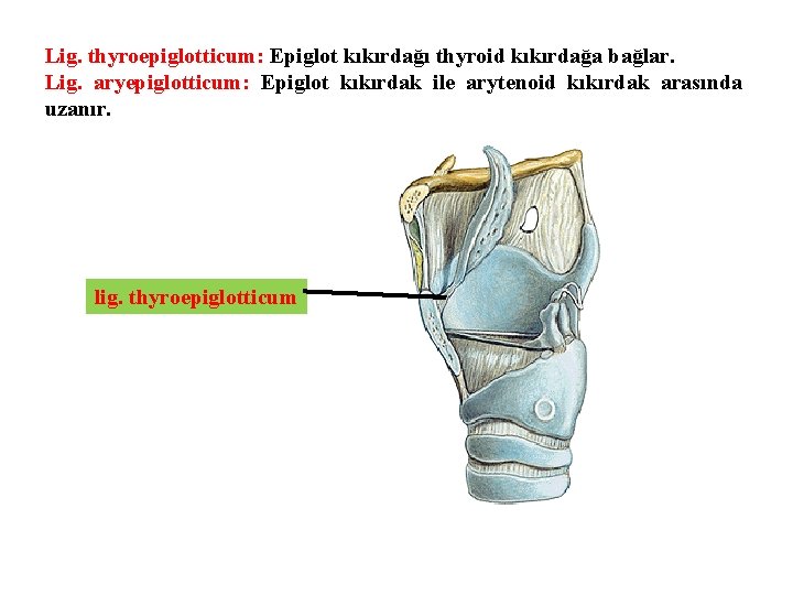 Lig. thyroepiglotticum: Epiglot kıkırdağı thyroid kıkırdağa bağlar. Lig. aryepiglotticum: Epiglot kıkırdak ile arytenoid kıkırdak