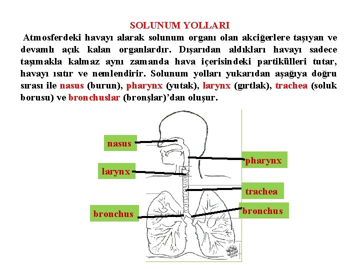 SOLUNUM YOLLARI Atmosferdeki havayı alarak solunum organı olan akciğerlere taşıyan ve devamlı açık kalan