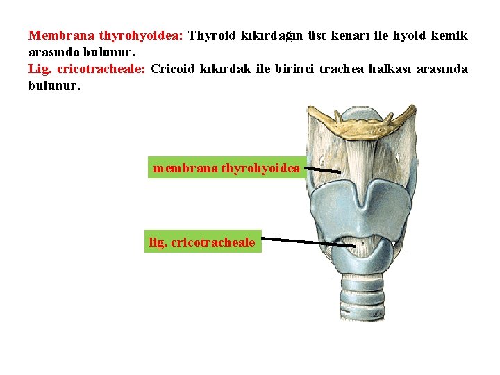 Membrana thyrohyoidea: Thyroid kıkırdağın üst kenarı ile hyoid kemik arasında bulunur. Lig. cricotracheale: Cricoid