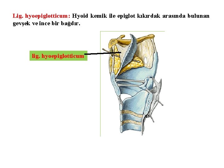 Lig. hyoepiglotticum: Hyoid kemik ile epiglot kıkırdak arasında bulunan gevşek ve ince bir bağdır.