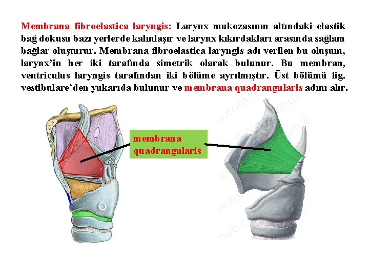 Membrana fibroelastica laryngis: Larynx mukozasının altındaki elastik bağ dokusu bazı yerlerde kalınlaşır ve larynx