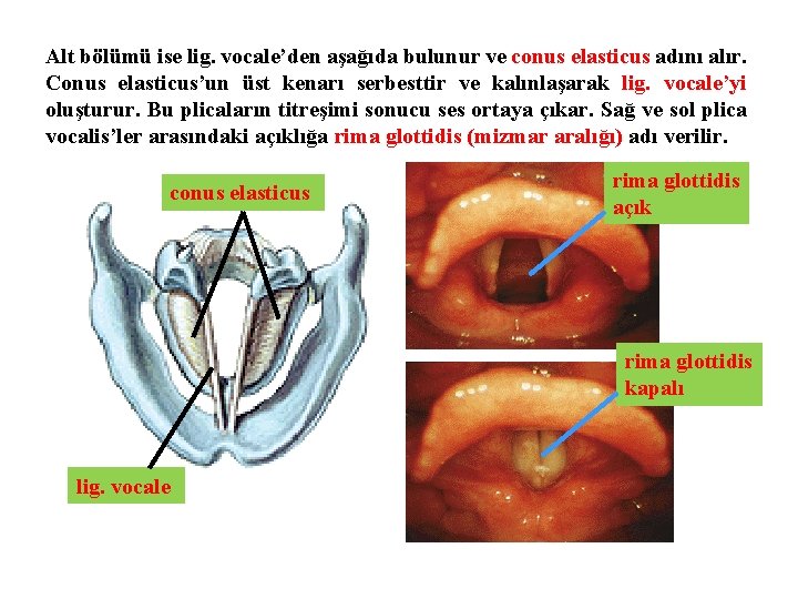 Alt bölümü ise lig. vocale’den aşağıda bulunur ve conus elasticus adını alır. Conus elasticus’un
