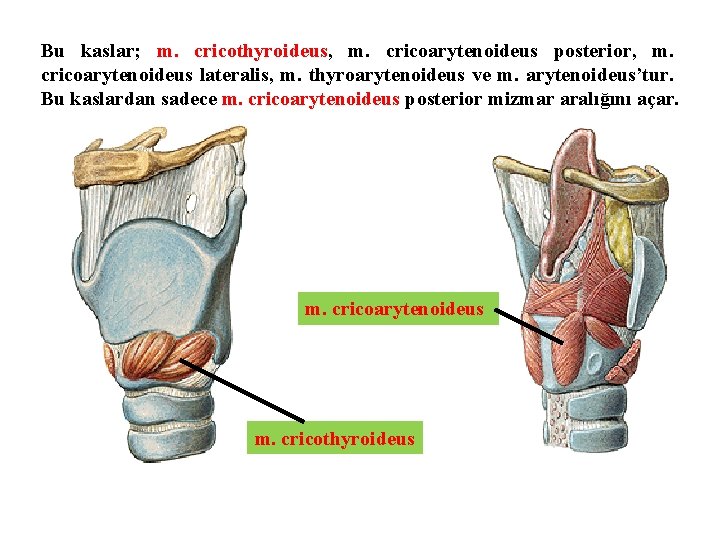 Bu kaslar; m. cricothyroideus, m. cricoarytenoideus posterior, m. cricoarytenoideus lateralis, m. thyroarytenoideus ve m.