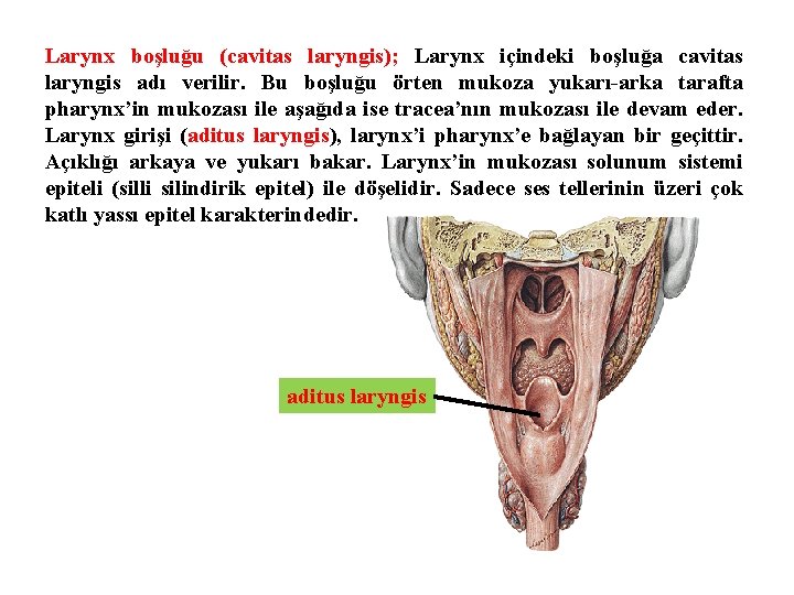 Larynx boşluğu (cavitas laryngis); Larynx içindeki boşluğa cavitas laryngis adı verilir. Bu boşluğu örten