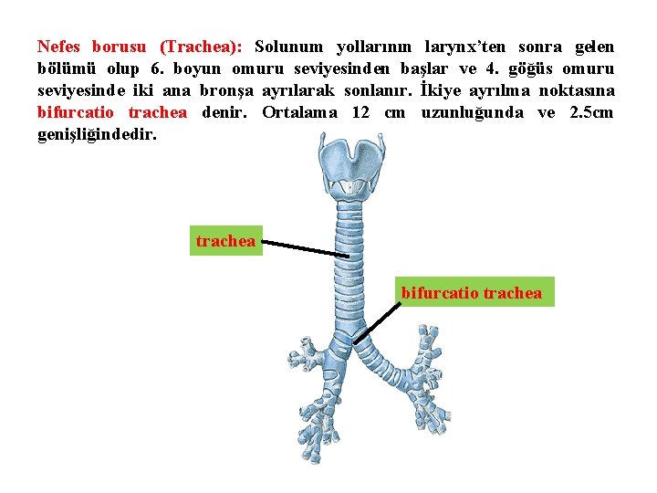 Nefes borusu (Trachea): Solunum yollarının larynx’ten sonra gelen bölümü olup 6. boyun omuru seviyesinden