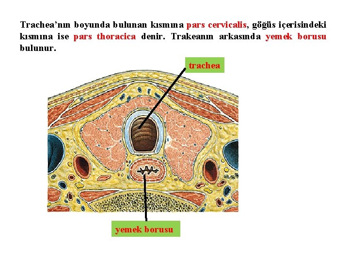 Trachea’nın boyunda bulunan kısmına pars cervicalis, göğüs içerisindeki kısmına ise pars thoracica denir. Trakeanın