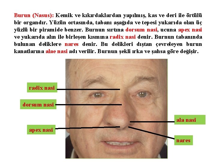 Burun (Nasus): Kemik ve kıkırdaklardan yapılmış, kas ve deri ile örtülü bir organdır. Yüzün
