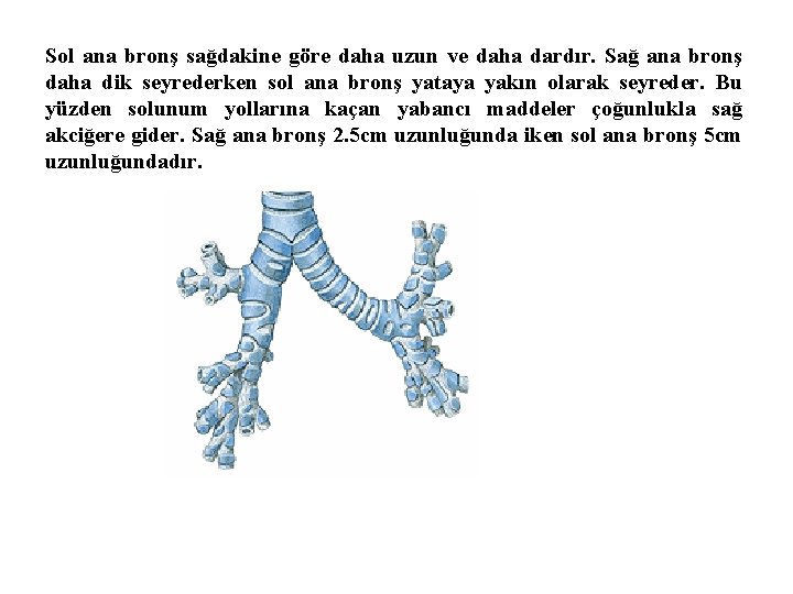 Sol ana bronş sağdakine göre daha uzun ve daha dardır. Sağ ana bronş daha