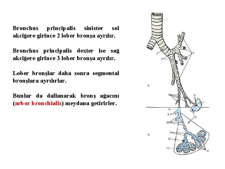 Bronchus principalis sinister sol akciğere girince 2 lober bronşa ayrılır. Bronchus principalis dexter ise