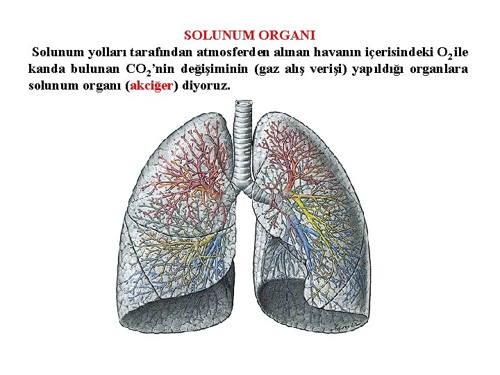 SOLUNUM ORGANI Solunum yolları tarafından atmosferden alınan havanın içerisindeki O 2 ile kanda bulunan