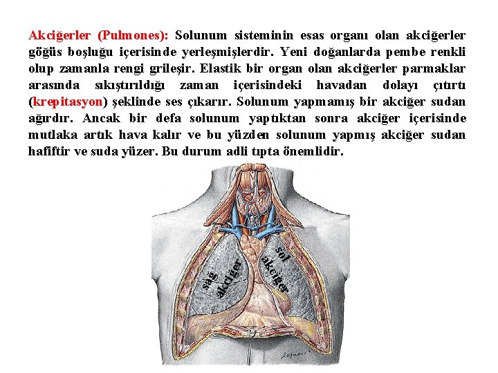 sol ciğer ak sağ ak ciğ er Akciğerler (Pulmones): Solunum sisteminin esas organı olan