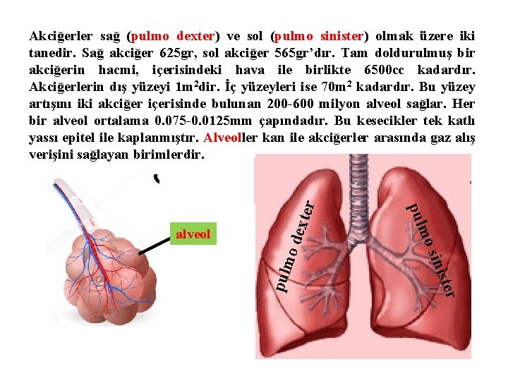 ster o de sini pulm mo pul alveol xter Akciğerler sağ (pulmo dexter) ve