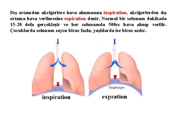 Dış ortamdan akciğerlere hava alınmasına inspiration, akciğerlerden dış ortama hava verilmesine expiration denir. Normal