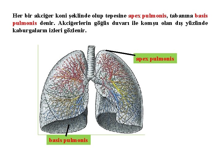 Her bir akciğer koni şeklinde olup tepesine apex pulmonis, tabanına basis pulmonis denir. Akciğerlerin