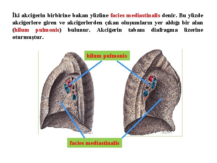 İki akciğerin birbirine bakan yüzüne facies mediastinalis denir. Bu yüzde akciğerlere giren ve akciğerlerden