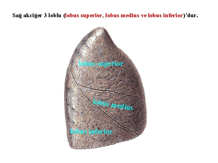 Sağ akciğer 3 loblu (lobus superior, lobus medius ve lobus inferior)’dur. lobus superior lobus