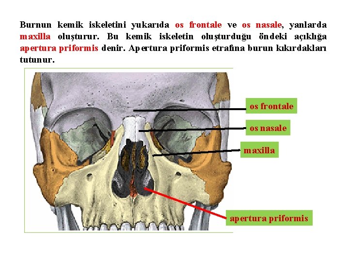 Burnun kemik iskeletini yukarıda os frontale ve os nasale, yanlarda maxilla oluşturur. Bu kemik