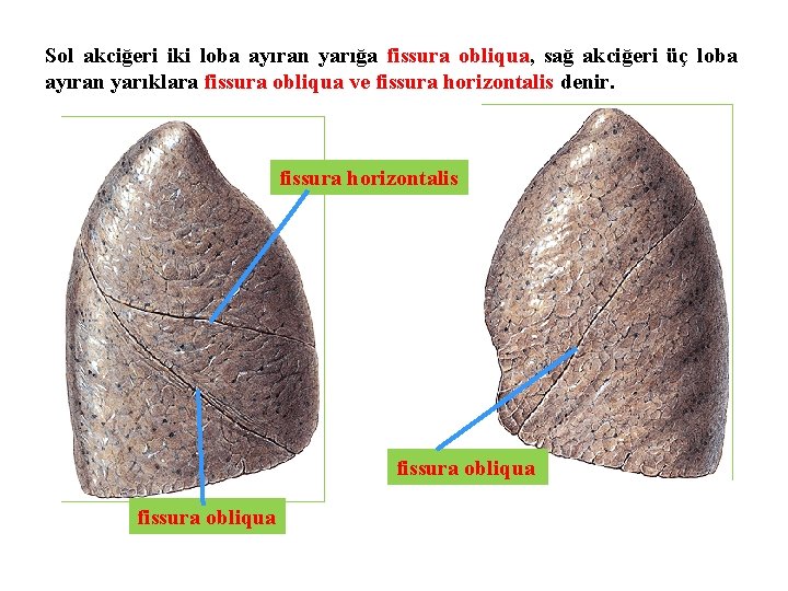 Sol akciğeri iki loba ayıran yarığa fissura obliqua, sağ akciğeri üç loba ayıran yarıklara