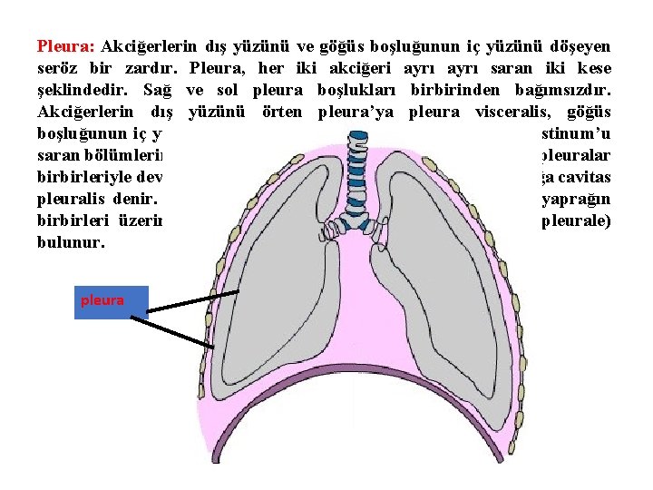 Pleura: Akciğerlerin dış yüzünü ve göğüs boşluğunun iç yüzünü döşeyen seröz bir zardır. Pleura,