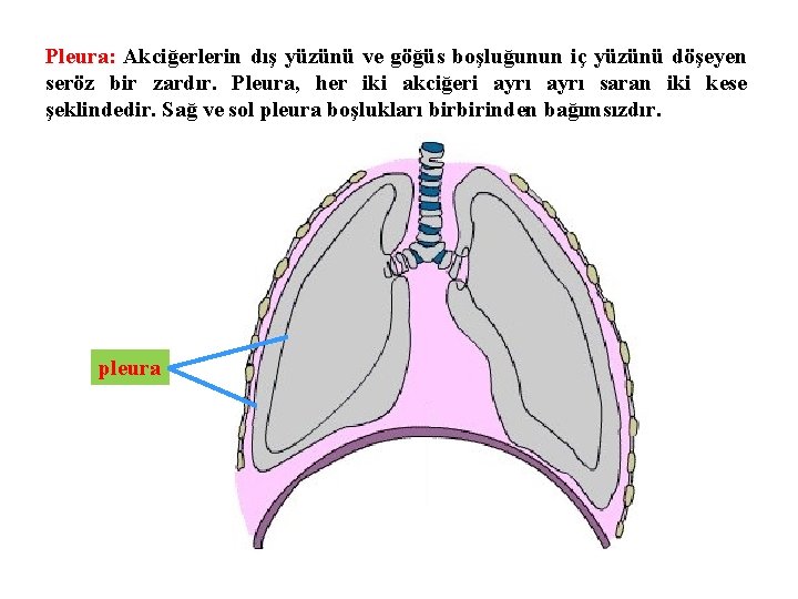 Pleura: Akciğerlerin dış yüzünü ve göğüs boşluğunun iç yüzünü döşeyen seröz bir zardır. Pleura,