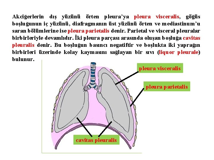 Akciğerlerin dış yüzünü örten pleura’ya pleura visceralis, göğüs boşluğunun iç yüzünü, diafragmanın üst yüzünü