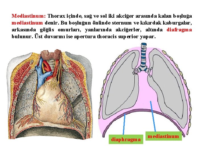 Mediastinum: Thorax içinde, sağ ve sol iki akciğer arasında kalan boşluğa mediastinum denir. Bu