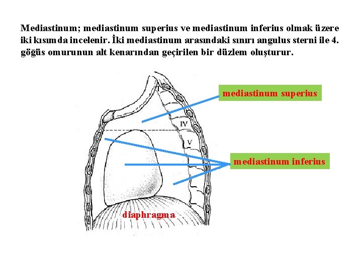 Mediastinum; mediastinum superius ve mediastinum inferius olmak üzere iki kısımda incelenir. İki mediastinum arasındaki