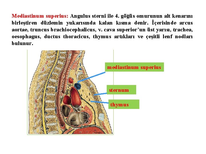 Mediastinum superius: Angulus sterni ile 4. göğüs omurunun alt kenarını birleştiren düzlemin yukarısında kalan