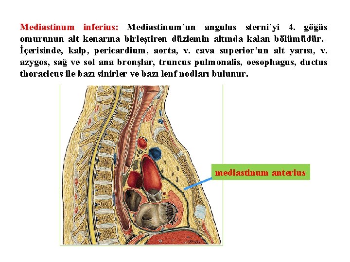 Mediastinum inferius: Mediastinum’un angulus sterni’yi 4. göğüs omurunun alt kenarına birleştiren düzlemin altında kalan