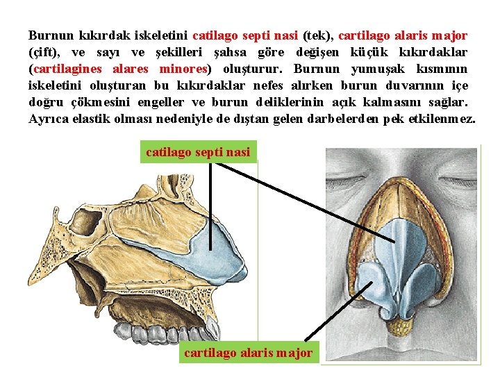 Burnun kıkırdak iskeletini catilago septi nasi (tek), cartilago alaris major (çift), ve sayı ve