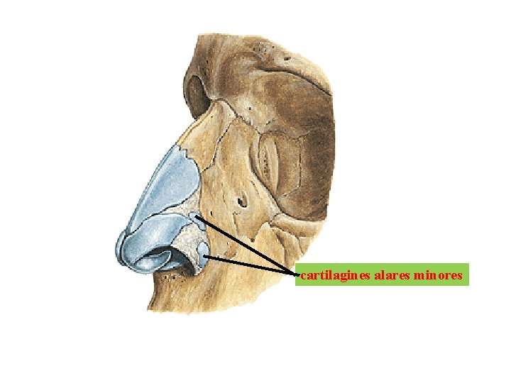cartilagines alares minores 