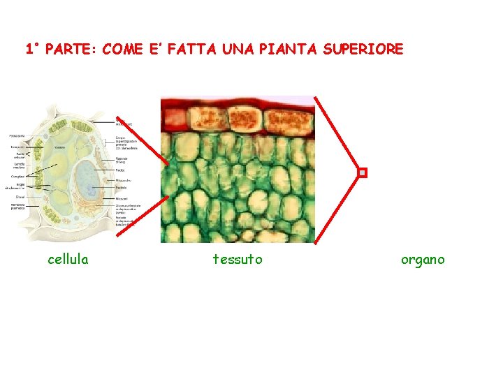 1° PARTE: COME E’ FATTA UNA PIANTA SUPERIORE cellula tessuto organo 