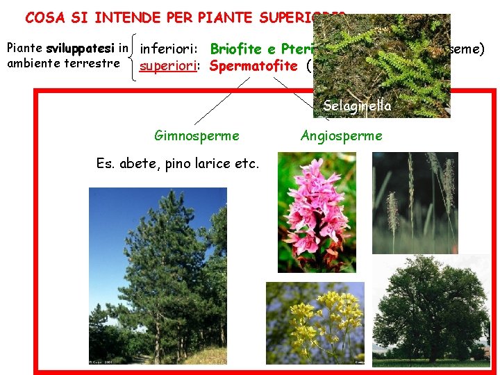 COSA SI INTENDE PER PIANTE SUPERIORI? Piante sviluppatesi in inferiori: Briofite e Pteridofite (piante