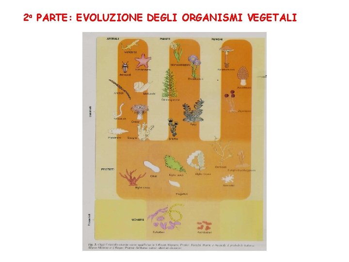 2 a PARTE: EVOLUZIONE DEGLI ORGANISMI VEGETALI 