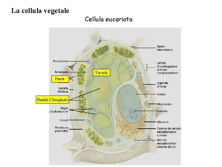 La cellula vegetale Cellula eucariota Vacuolo Parete Plastidi (Cloroplasti) 