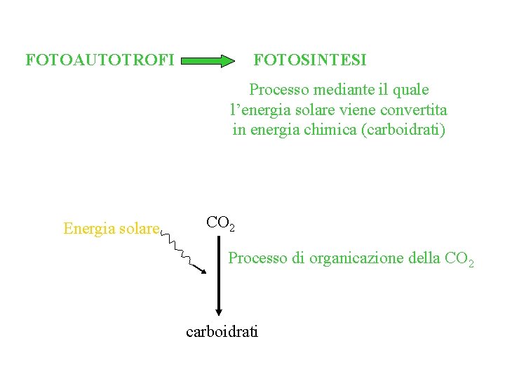 FOTOAUTOTROFI FOTOSINTESI Processo mediante il quale l’energia solare viene convertita in energia chimica (carboidrati)