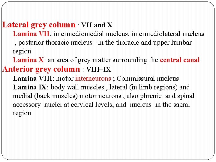 Lateral grey column : VII and X Lamina VII: intermediomedial nucleus, intermediolateral nucleus ,