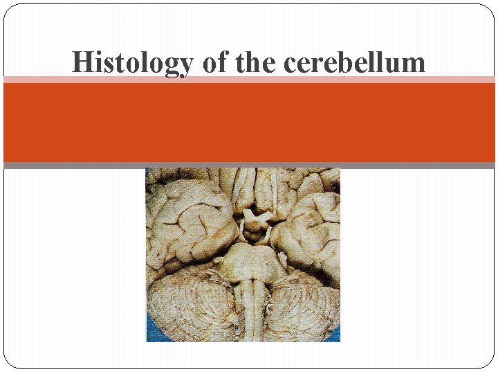 Histology of the cerebellum 