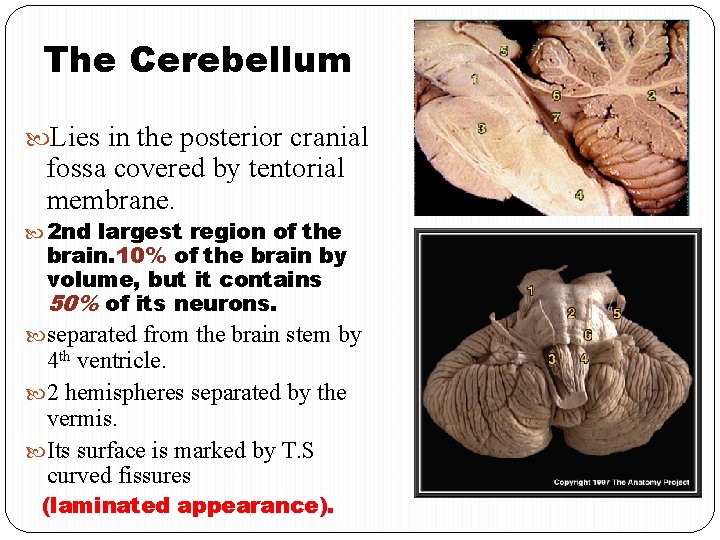 The Cerebellum Lies in the posterior cranial fossa covered by tentorial membrane. 2 nd