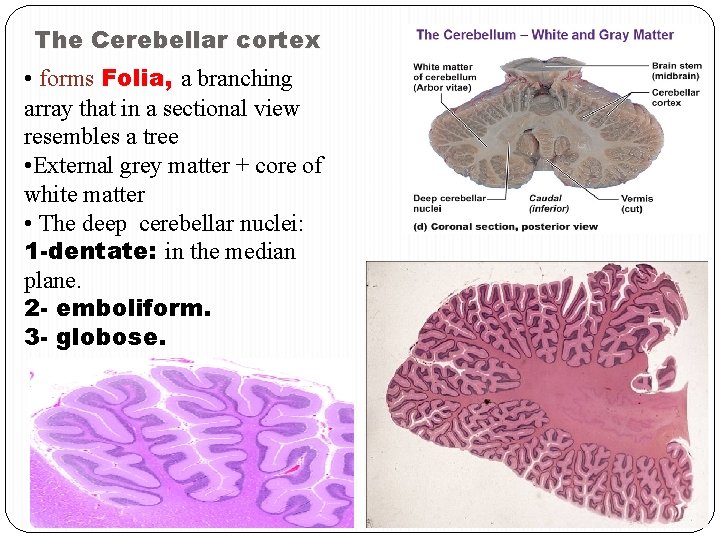 The Cerebellar cortex • forms Folia, a branching array that in a sectional view