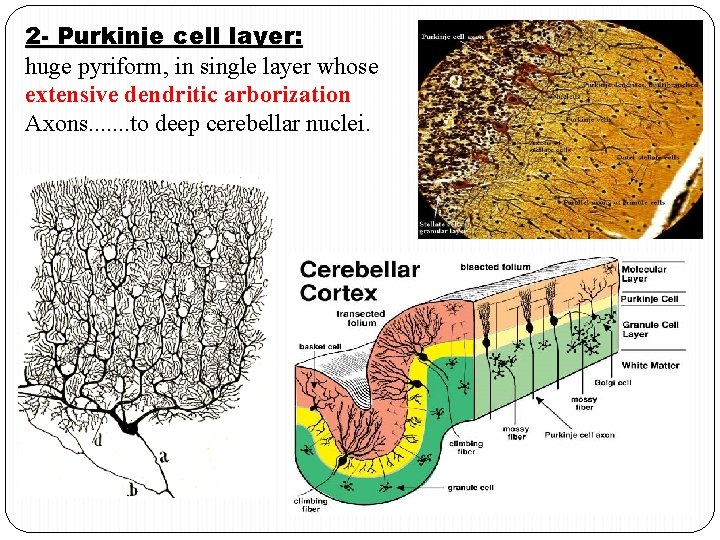 2 - Purkinje cell layer: layer huge pyriform, in single layer whose extensive dendritic
