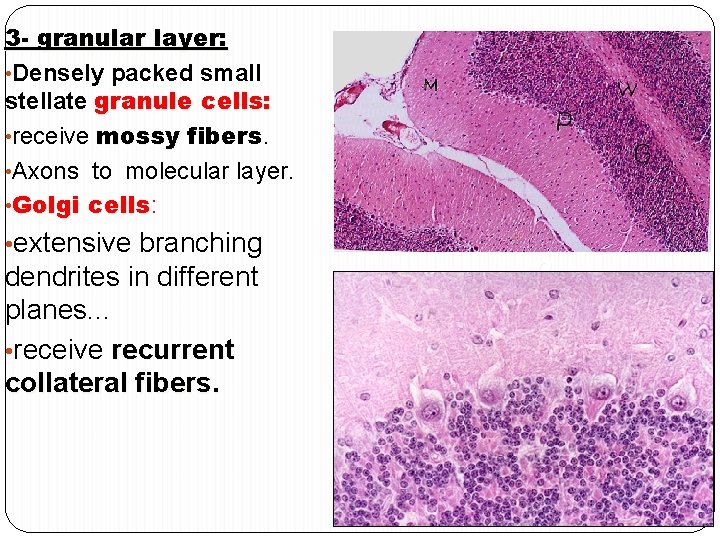 3 - granular layer: • Densely packed small stellate granule cells: • receive mossy