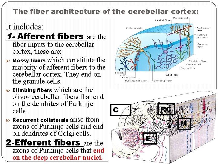 The fiber architecture of the cerebellar cortex: It includes: 1 - Afferent fibers are