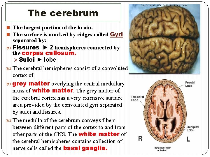 The cerebrum n The largest portion of the brain. n The surface is marked