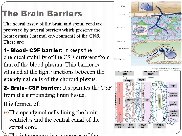 The Brain Barriers The neural tissue of the brain and spinal cord are protected