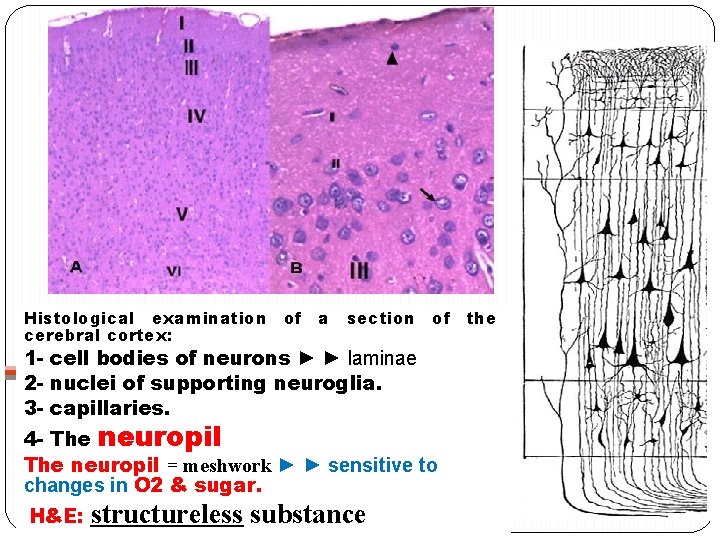 Histological examination of a section of the cerebral cortex: 1 - cell bodies of