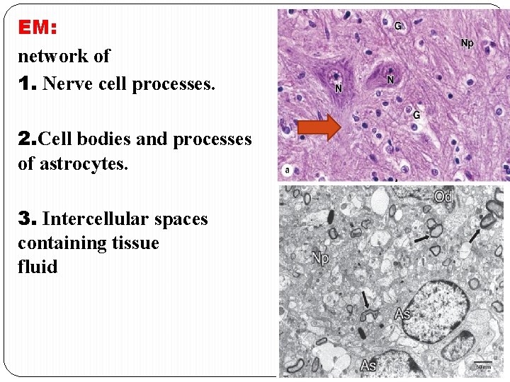 EM: network of 1. Nerve cell processes. 2. Cell bodies and processes of astrocytes.