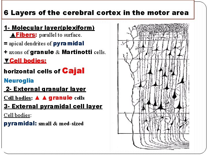 6 Layers of the cerebral cortex in the motor area 1 - Molecular layer(plexiform)