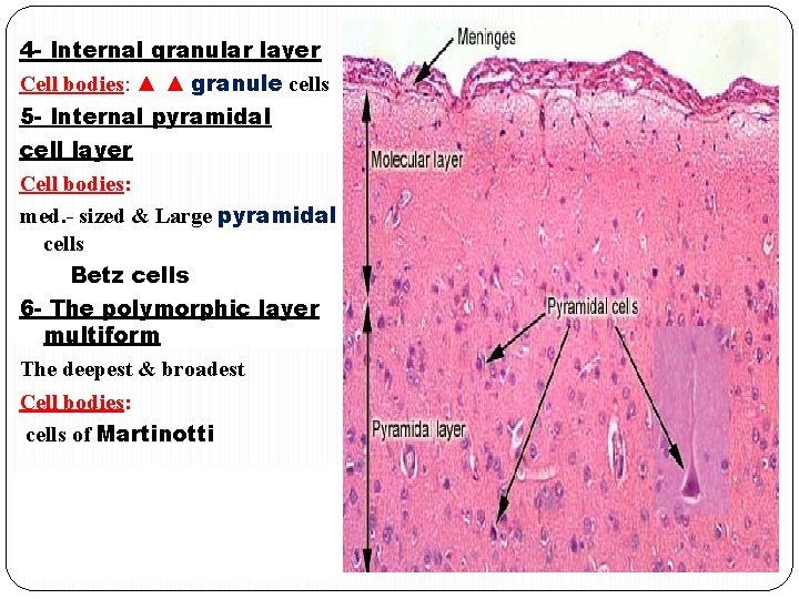 4 - Internal granular layer Cell bodies: ▲ ▲ granule cells 5 - Internal