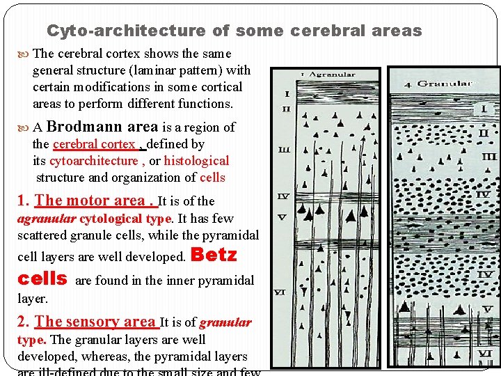 Cyto-architecture of some cerebral areas The cerebral cortex shows the same general structure (laminar